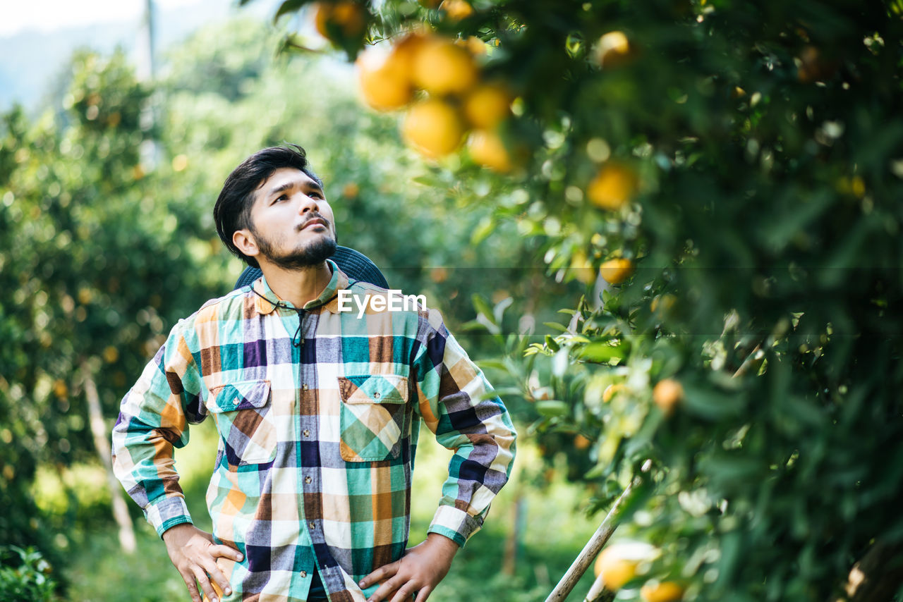 Man looking at oranges growing on tree