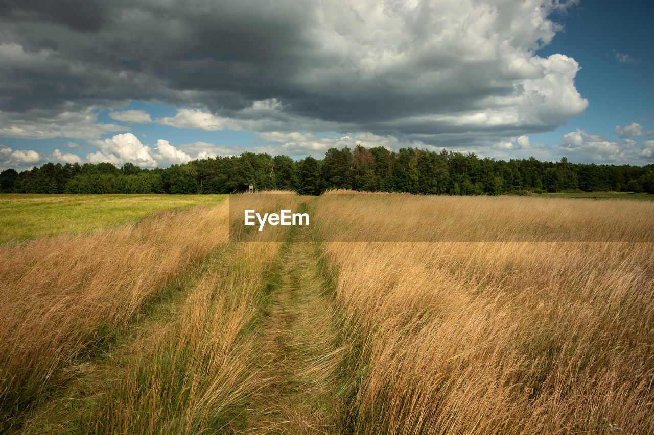 Scenic view of field against sky