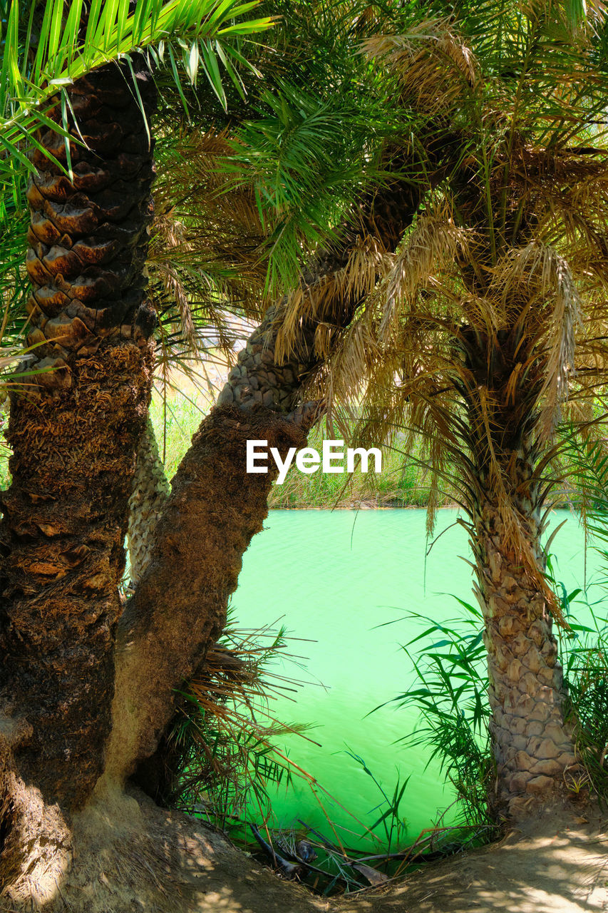 SCENIC VIEW OF PALM TREE