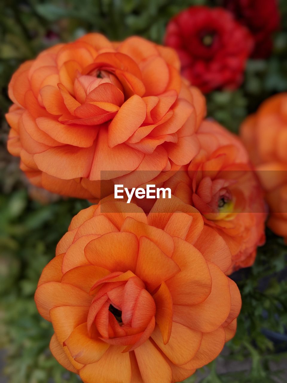 CLOSE-UP OF ORANGE ROSE FLOWER