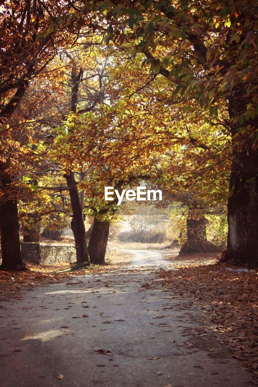 Empty road passing through forest