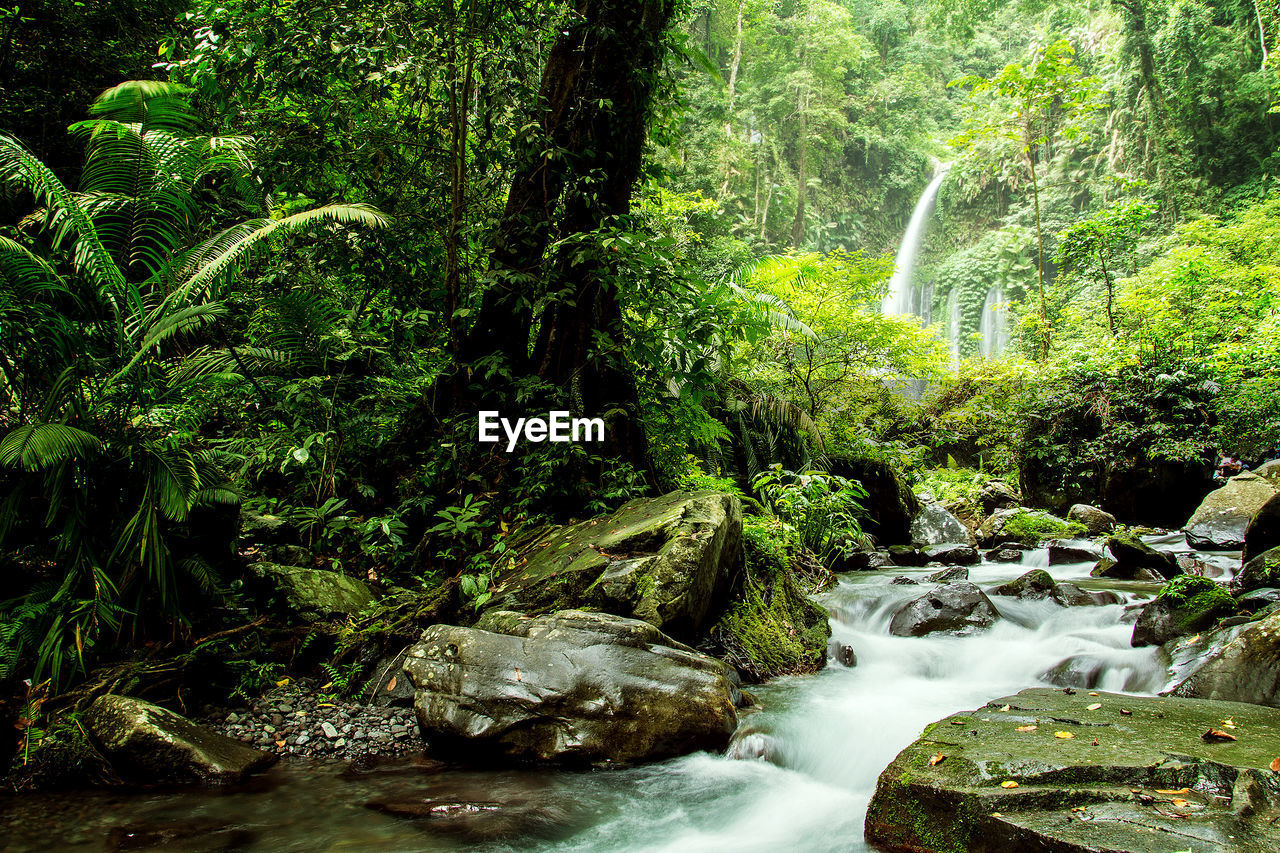 Stream flowing through rocks in forest