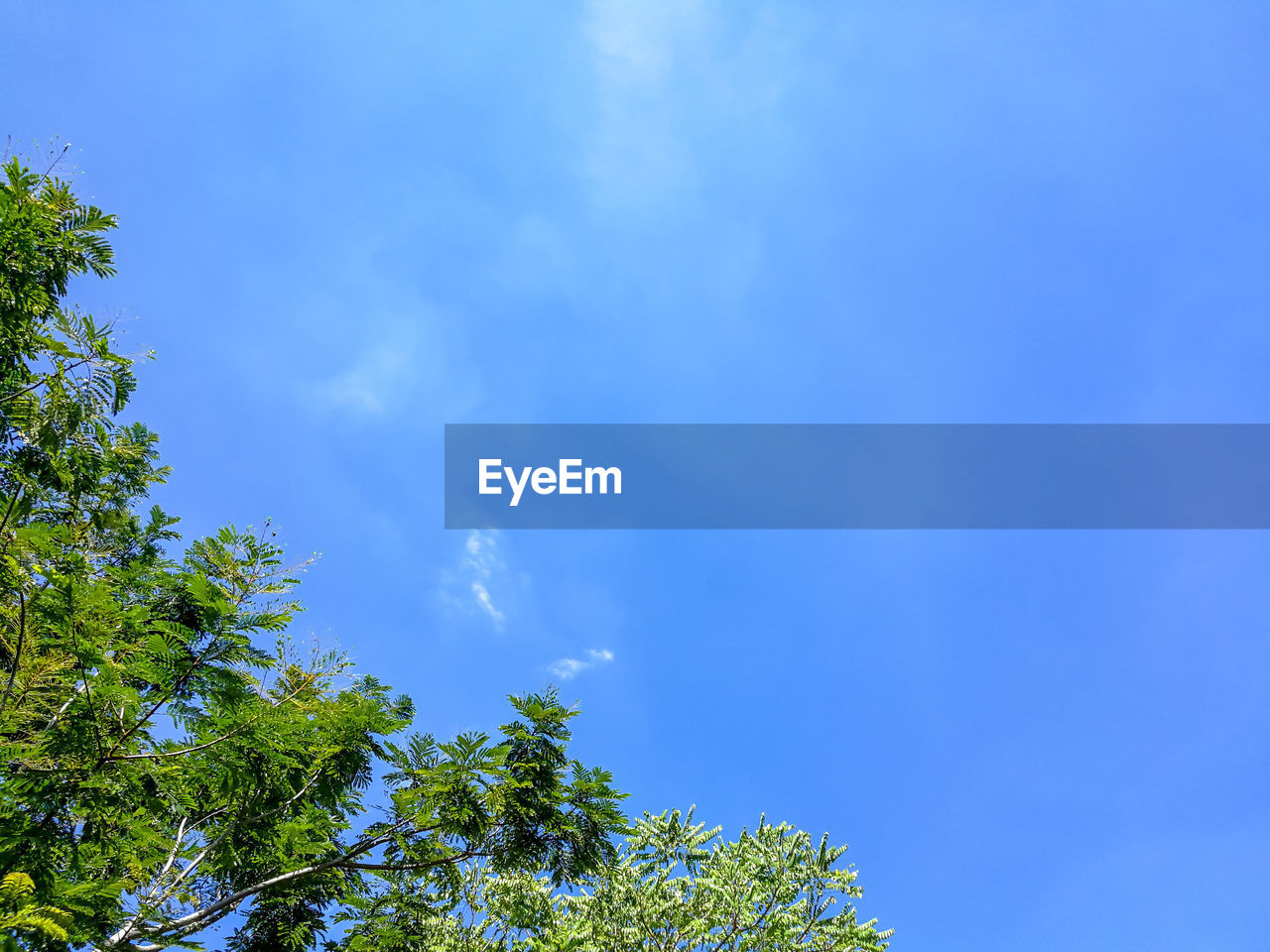 LOW ANGLE VIEW OF TREE AGAINST BLUE SKY