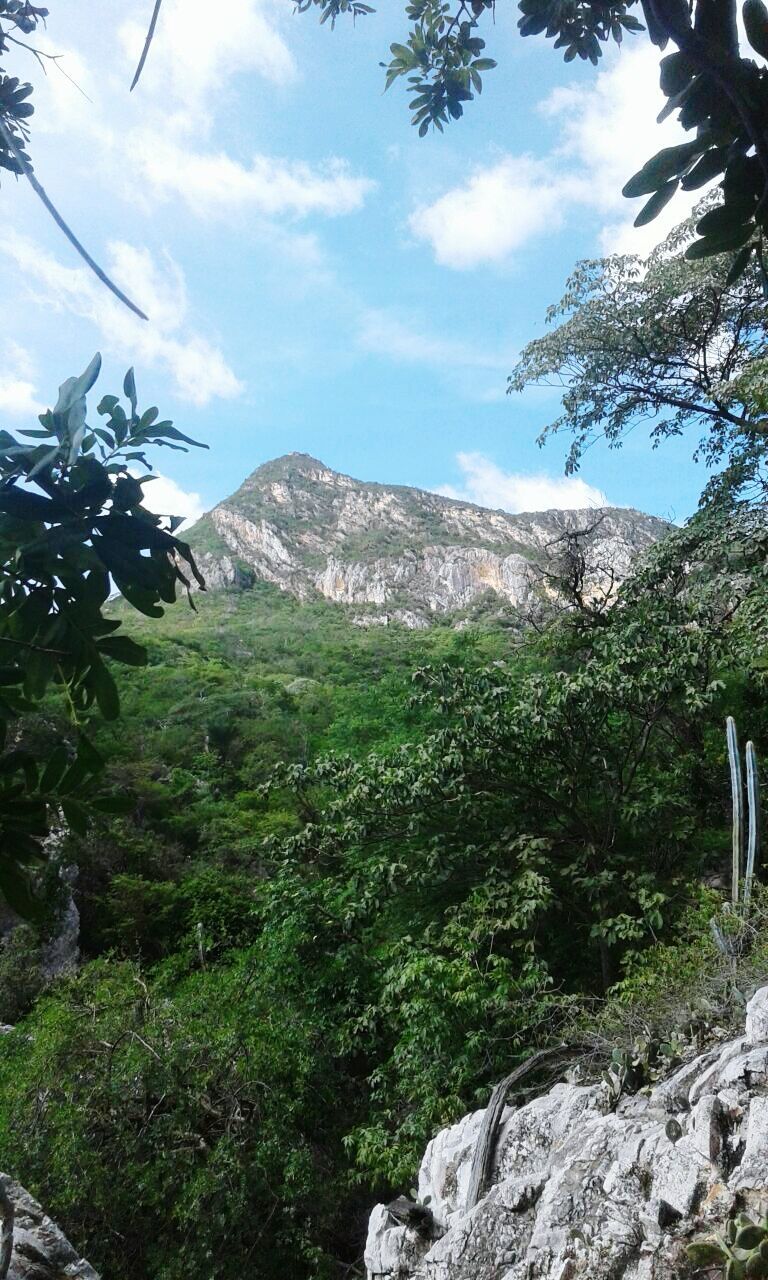 SCENIC VIEW OF TREE MOUNTAIN AGAINST SKY