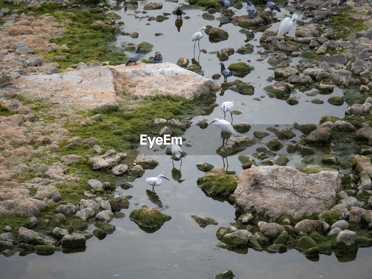 White egrets and pigeons drinking in the dry riverbed.