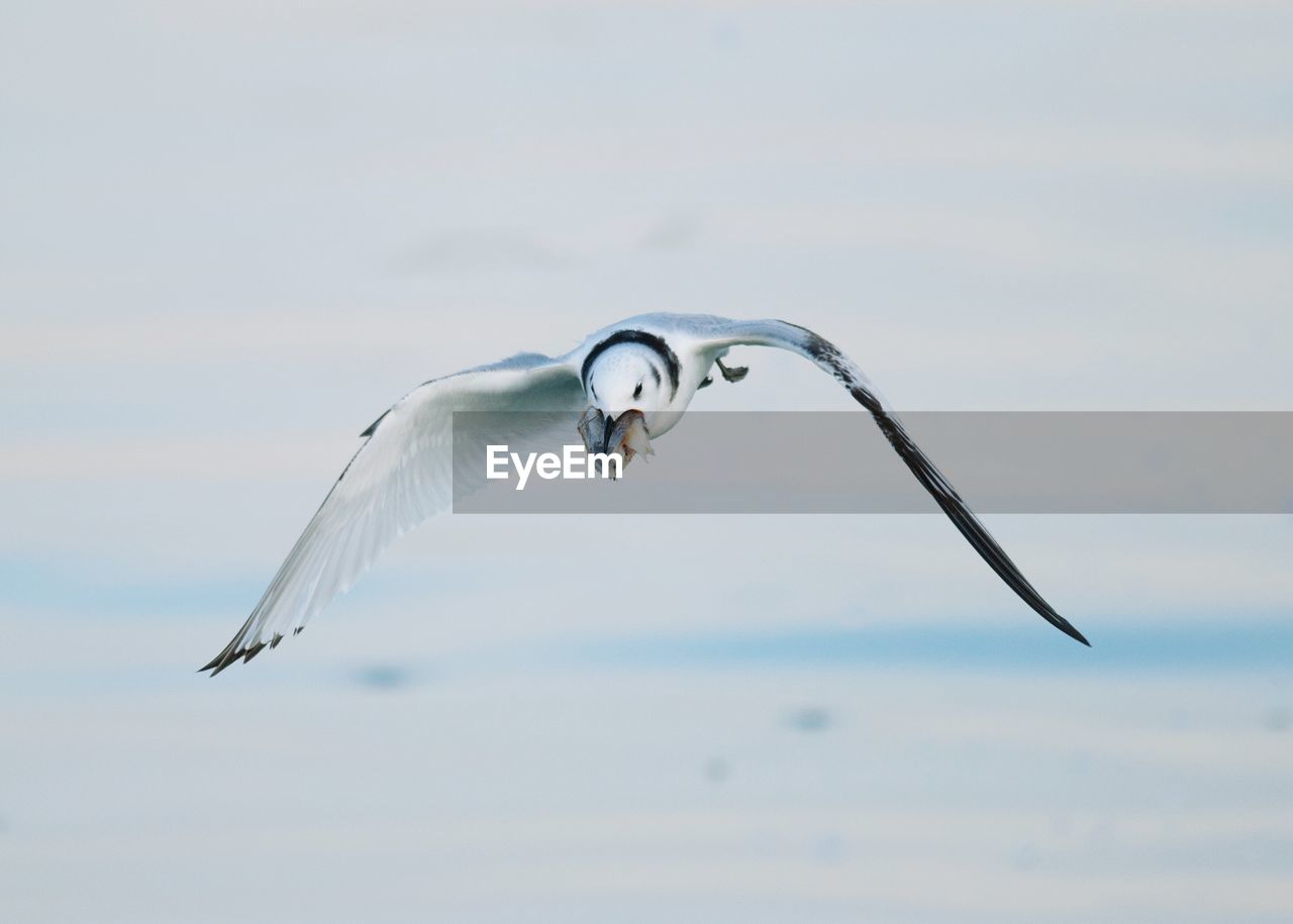 Seagull flying over sea against sky