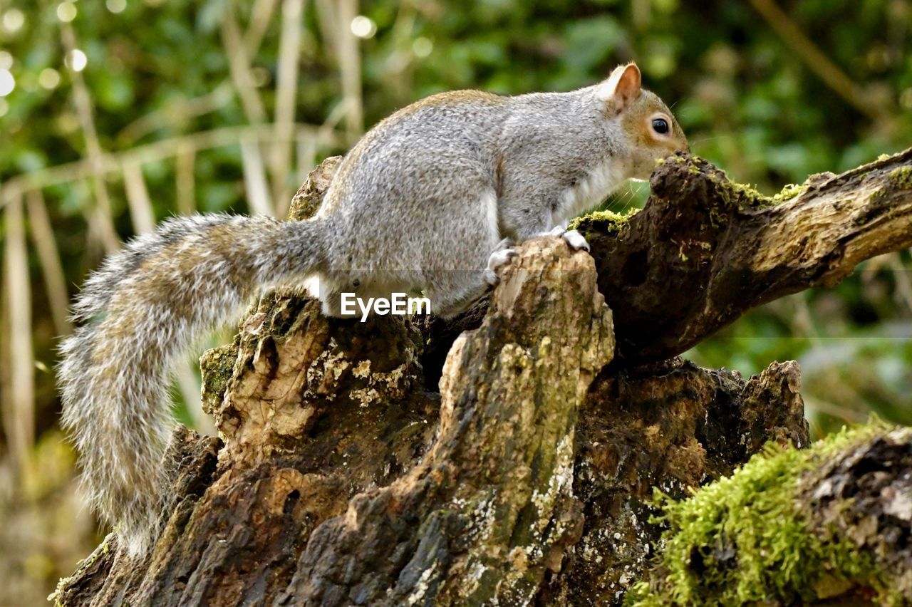 SQUIRREL ON A TREE