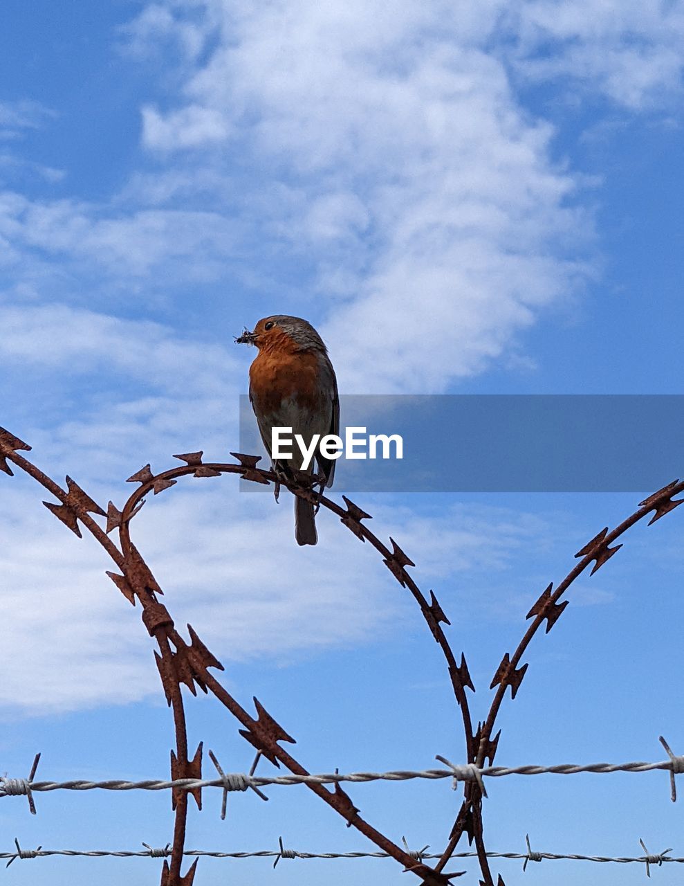 bird, animal, animal themes, animal wildlife, wildlife, sky, nature, branch, perching, one animal, no people, fence, cloud, outdoors, day, blue, protection, security