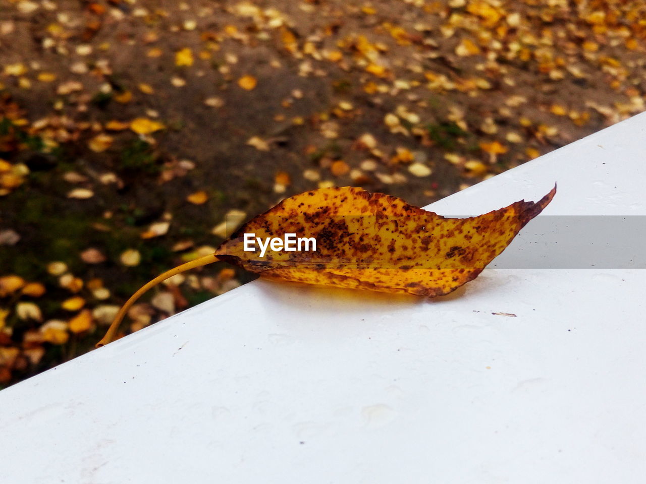 CLOSE-UP OF AUTUMN LEAVES ON FIELD