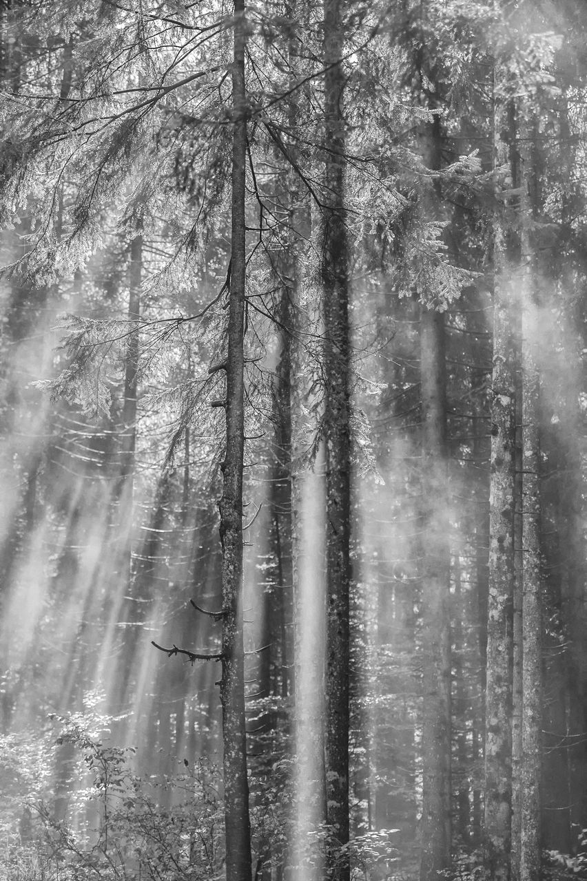 Sunlight falling on trees in forest