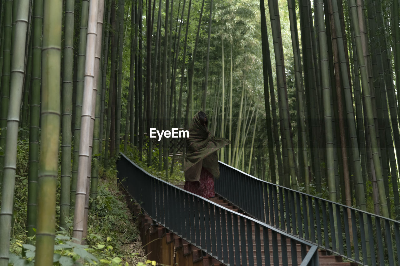 View of a woman in the bamboo forest