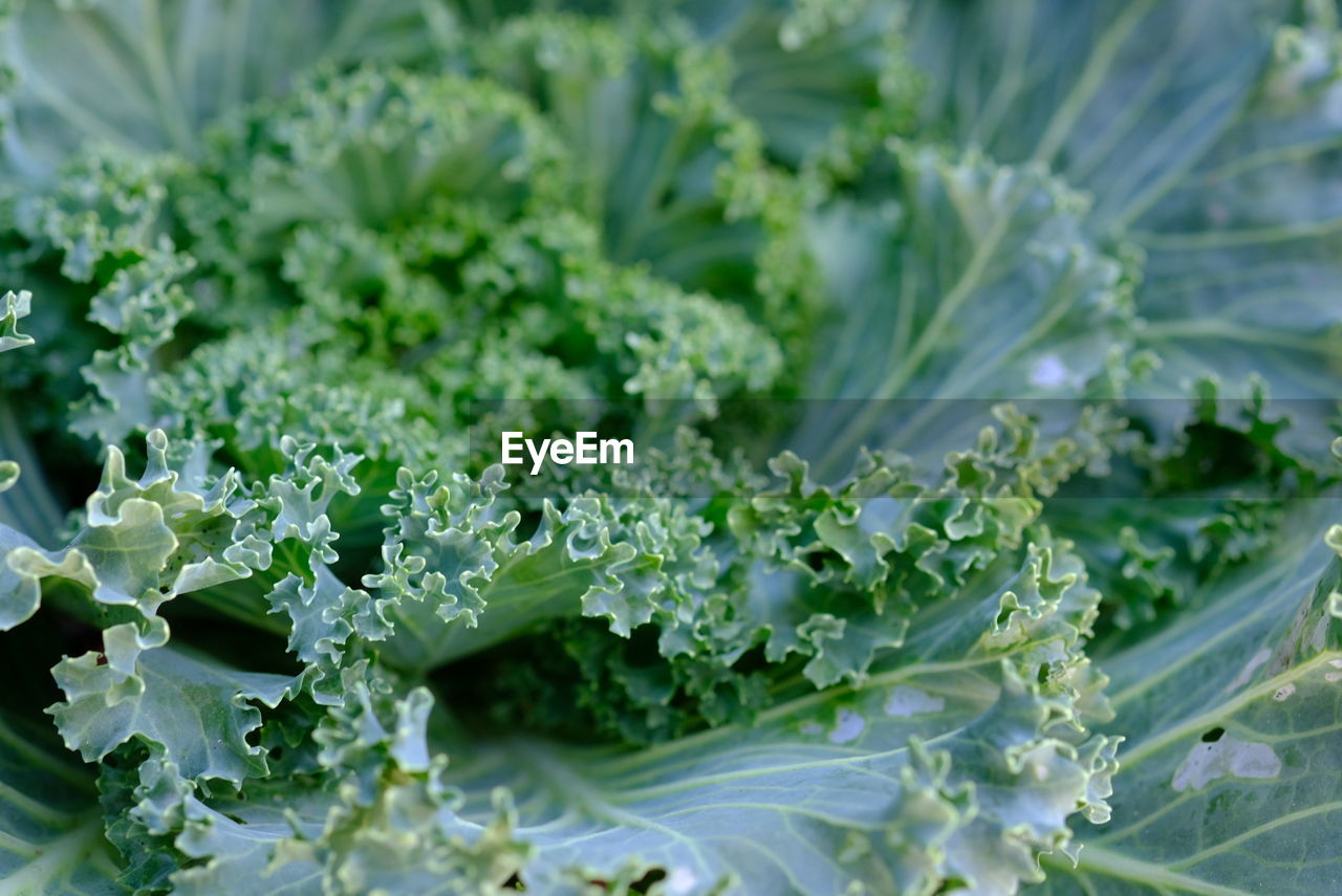 Close-up of fresh green leaves