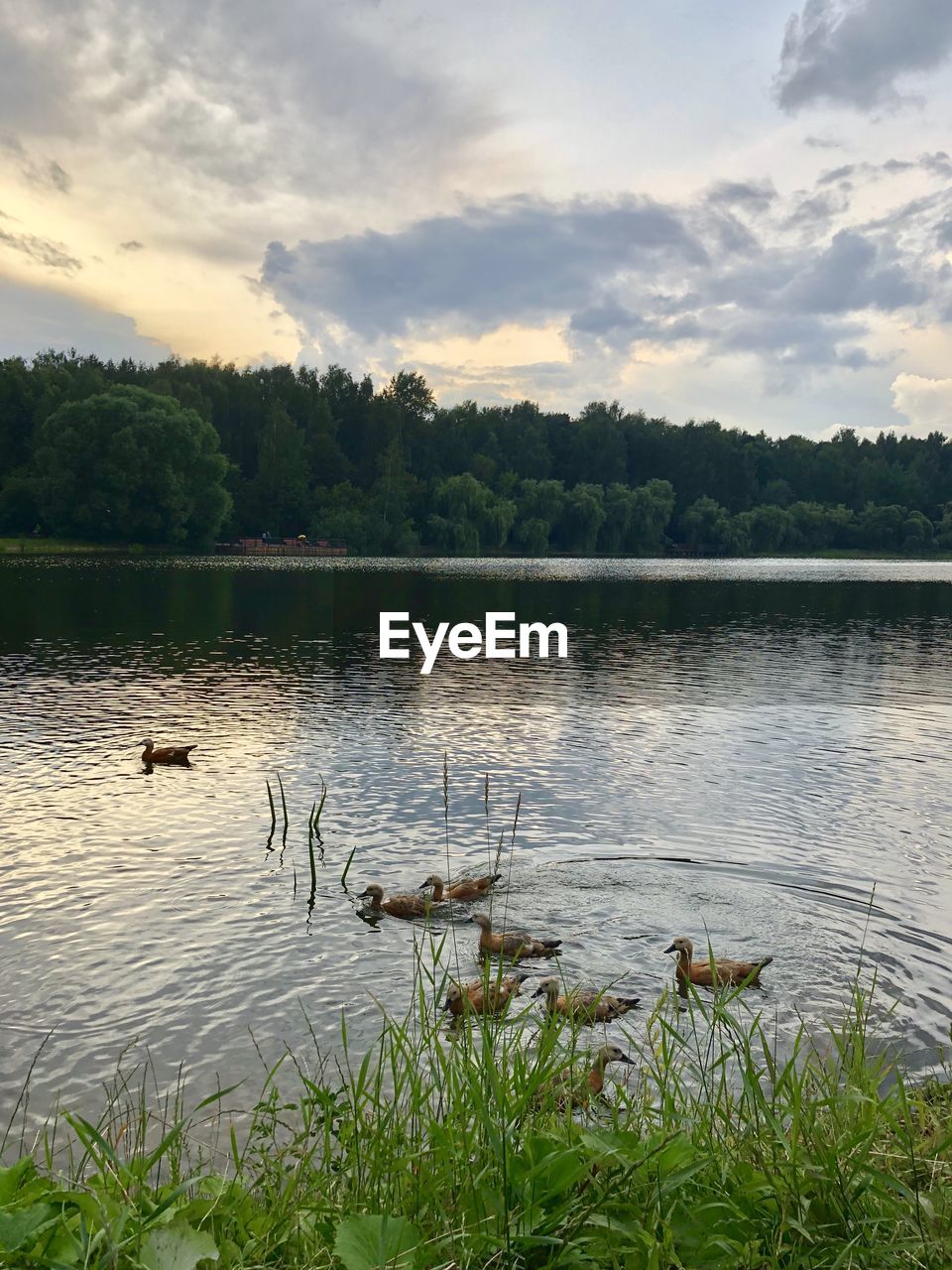 DUCKS SWIMMING IN LAKE