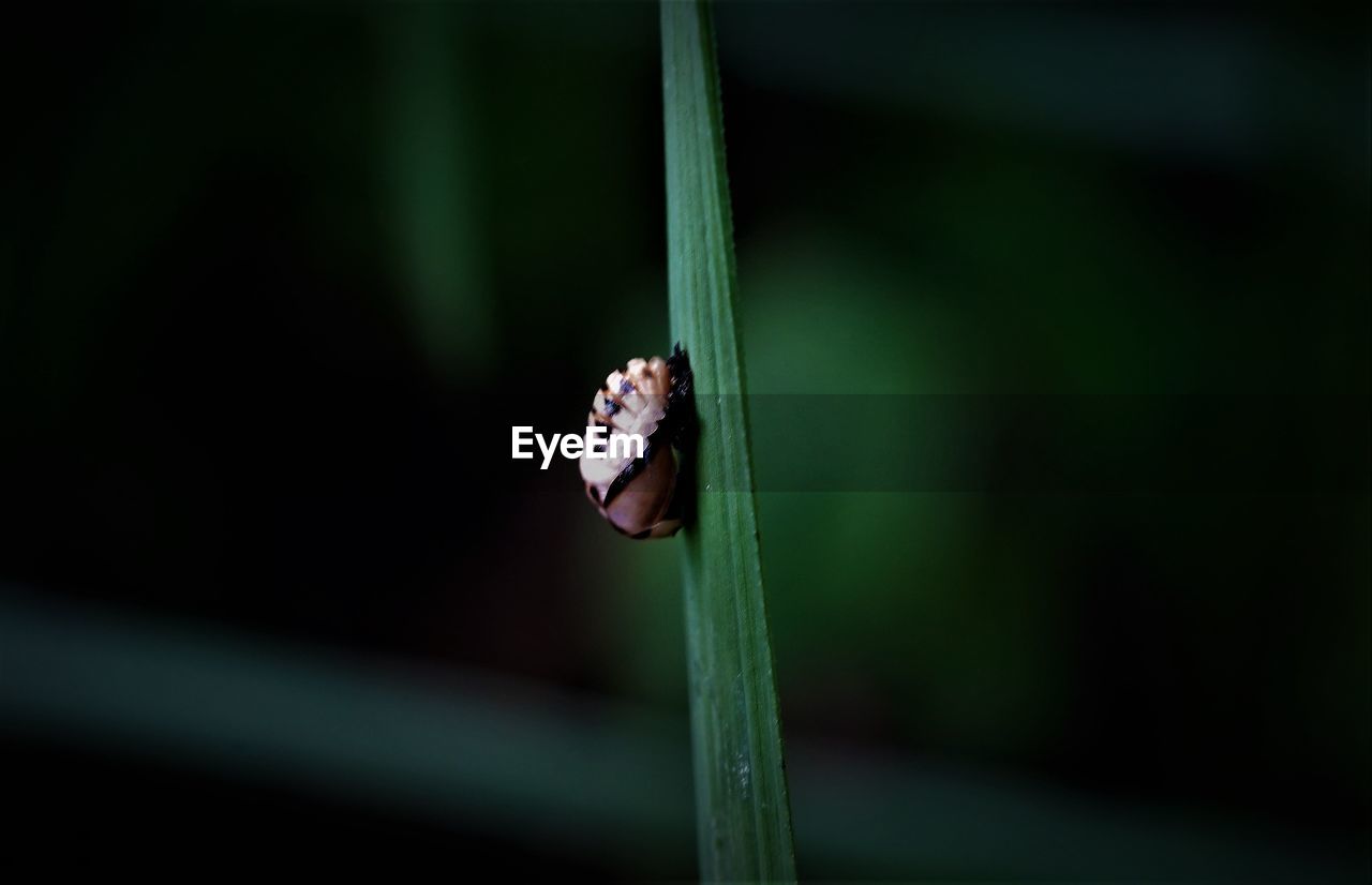 CLOSE-UP OF INSECT ON LEAF