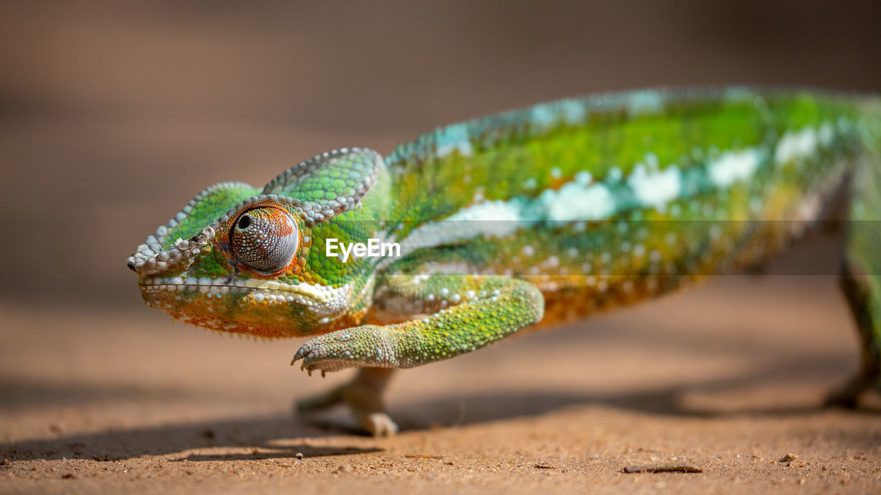 Panther chameleon closeup, furcifer pardalis, andasibe, madagascar