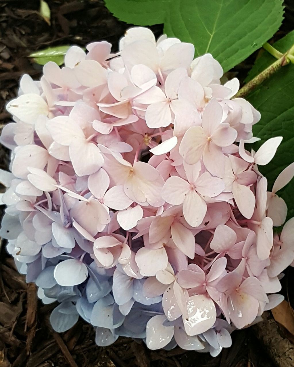 Close-up of white flowers