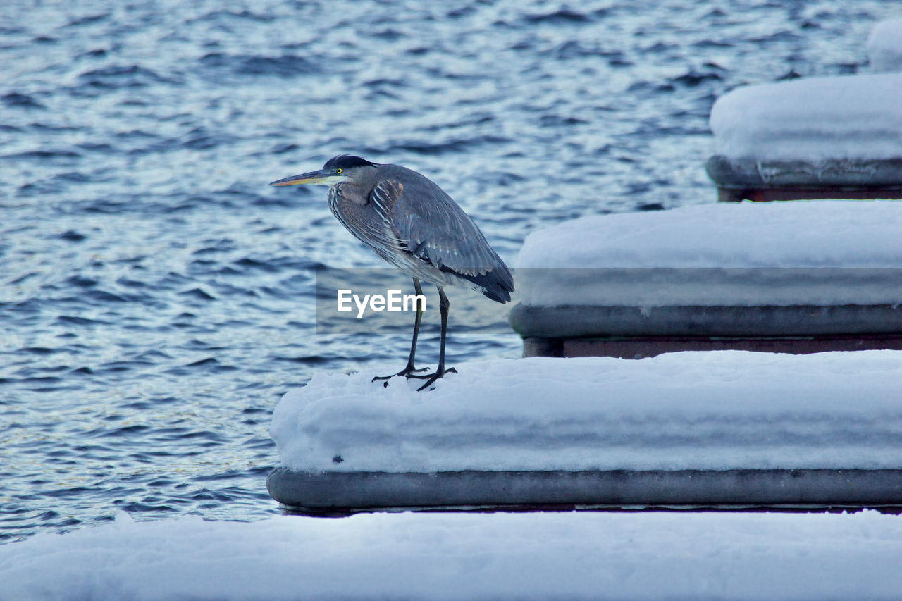 BIRD PERCHING ON A FROZEN LAKE