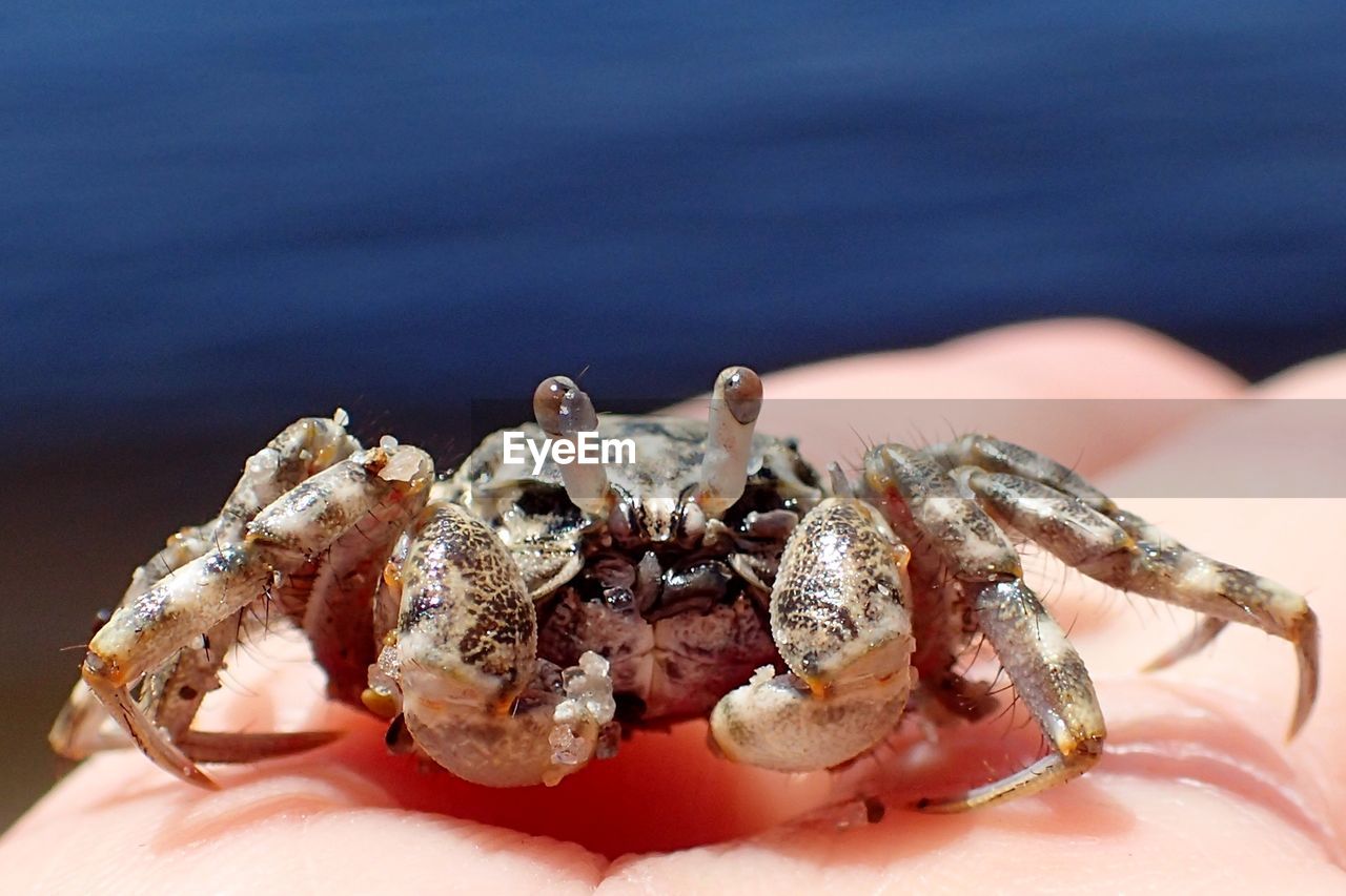 Cropped hand holding crab on shore