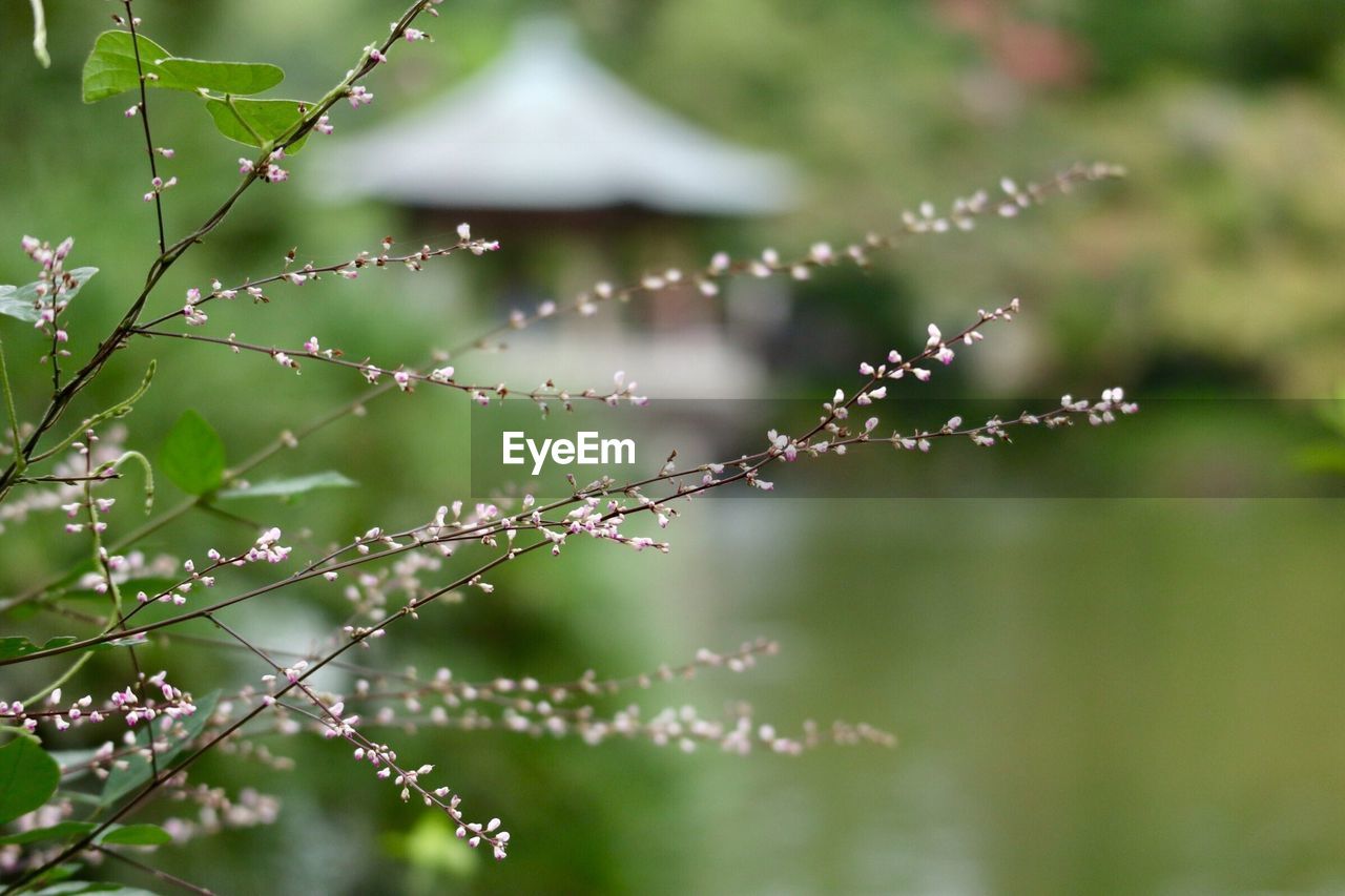 Close-up of wet plant during rainy season