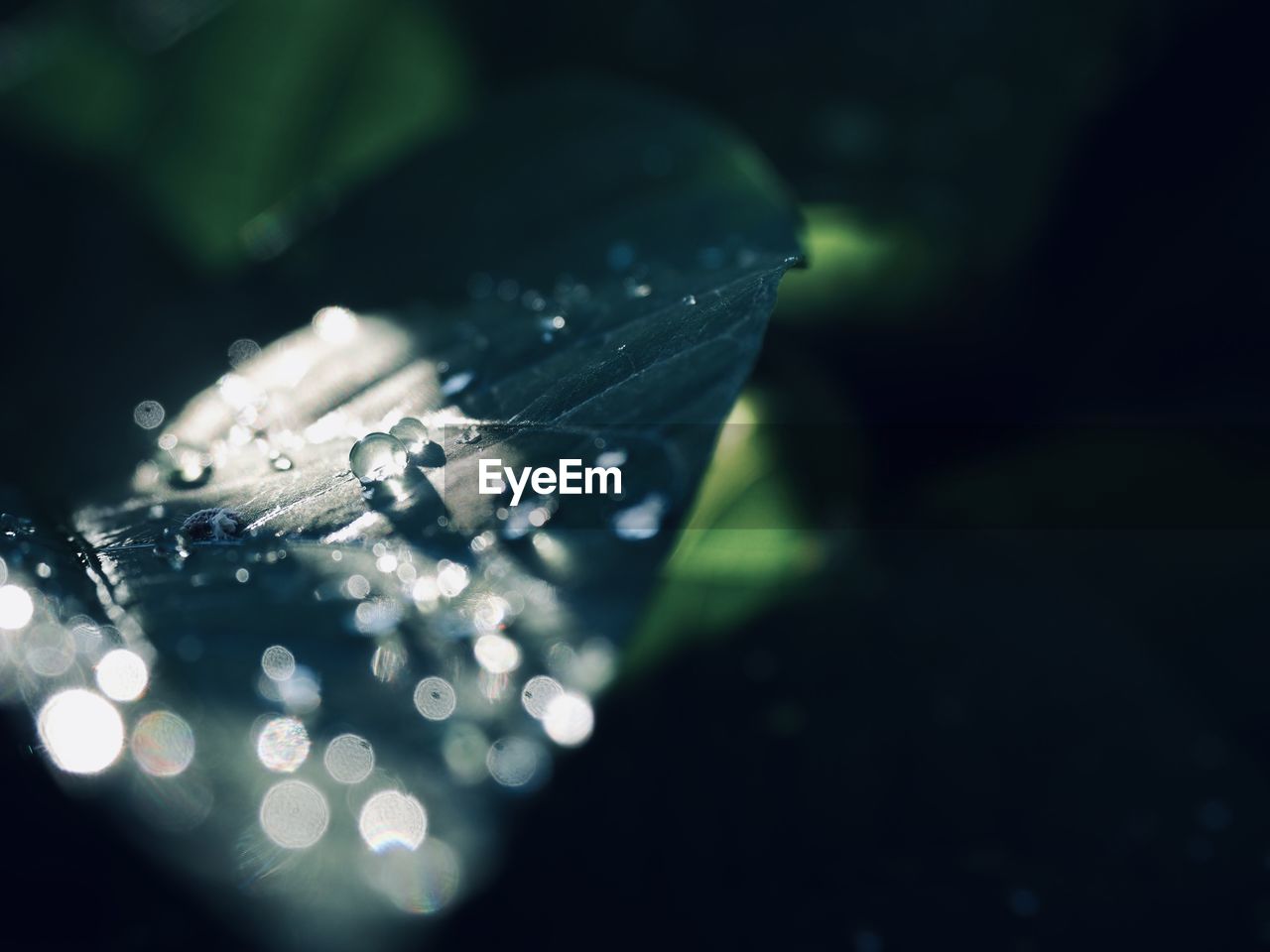 HIGH ANGLE VIEW OF WATER DROPS ON ILLUMINATED LEAF