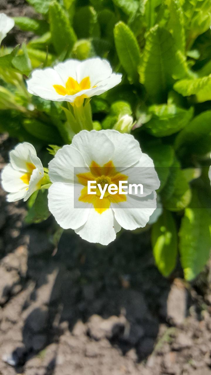 CLOSE-UP OF YELLOW FLOWERS