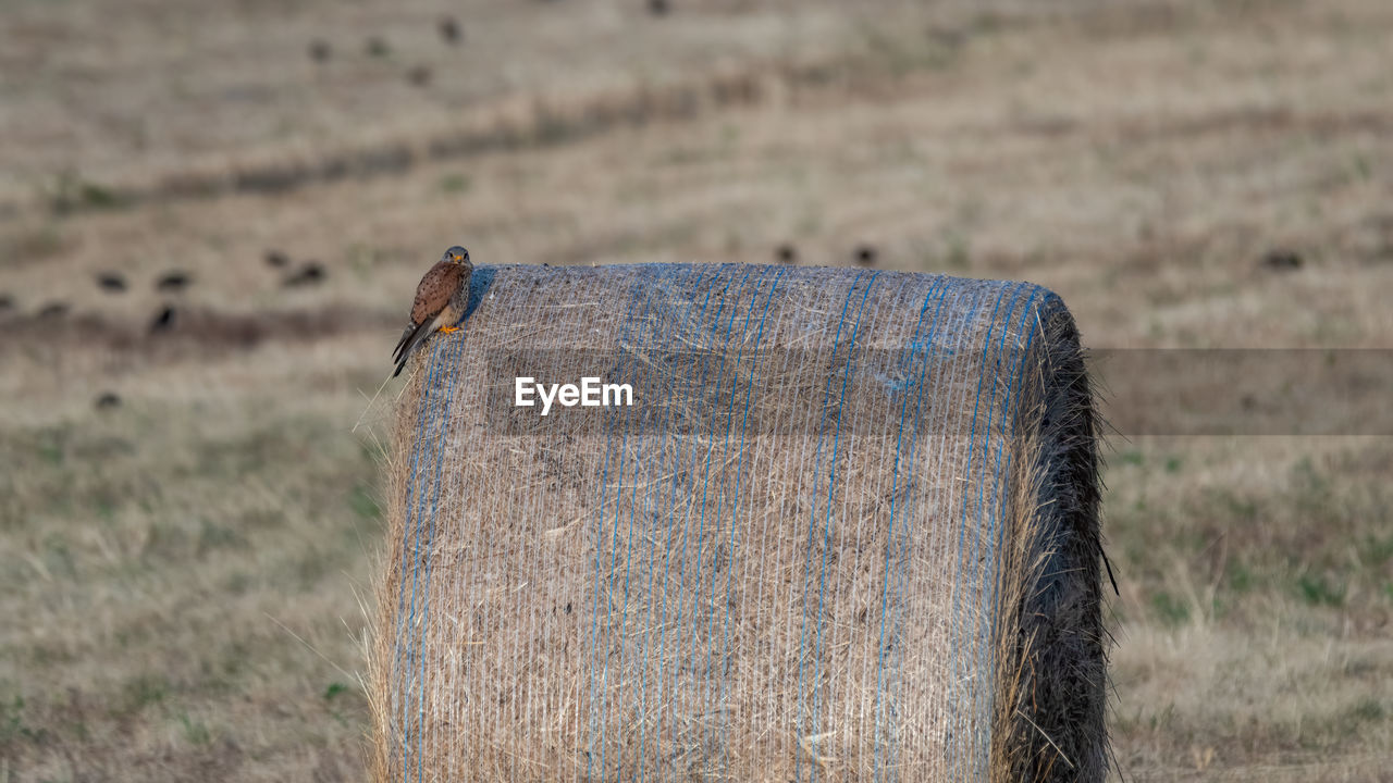 CLOSE-UP OF BIRD PERCHING ON LAND