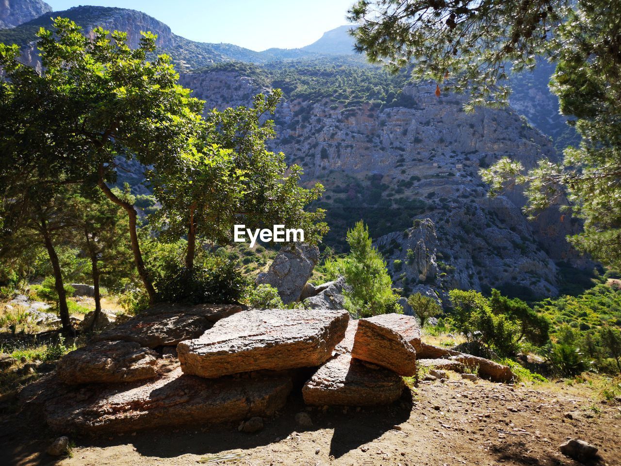 Scenic view of rocks in forest