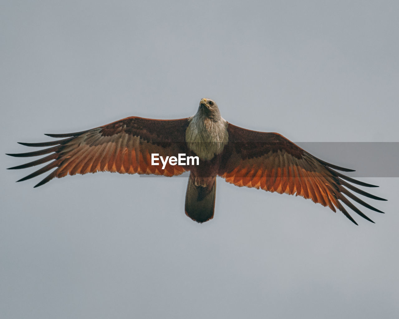 LOW ANGLE VIEW OF EAGLE FLYING