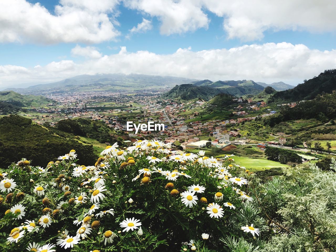 Scenic view of flowering plant against sky