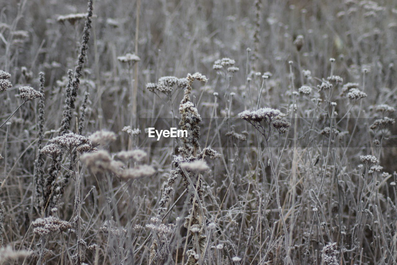 Close-up of dry plants on field during winter