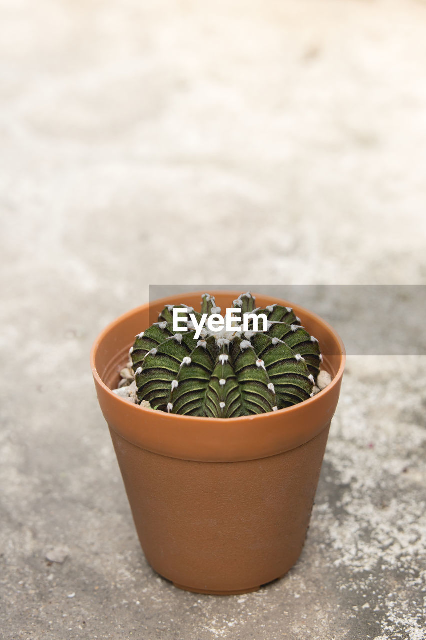 HIGH ANGLE VIEW OF POTTED PLANTS IN POT