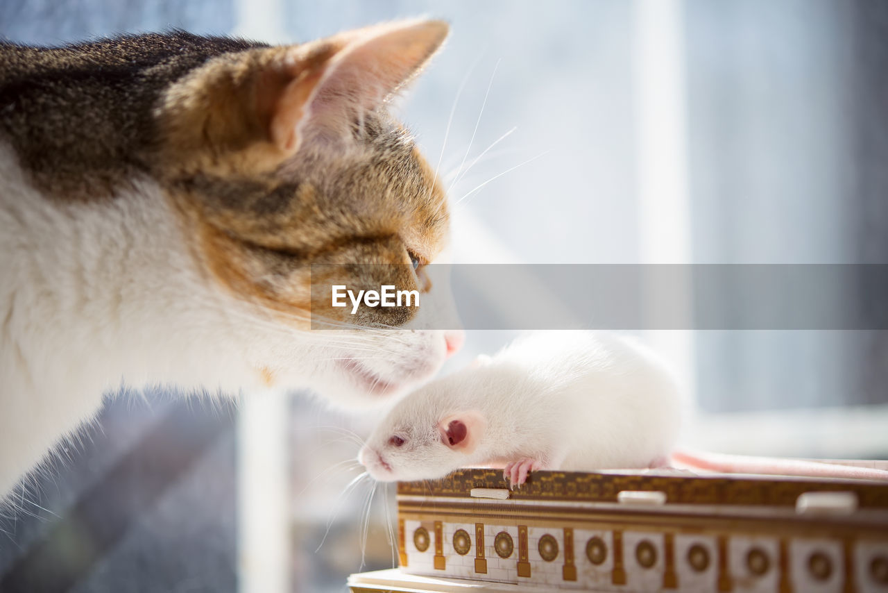 Domestic cat meeting white rat 