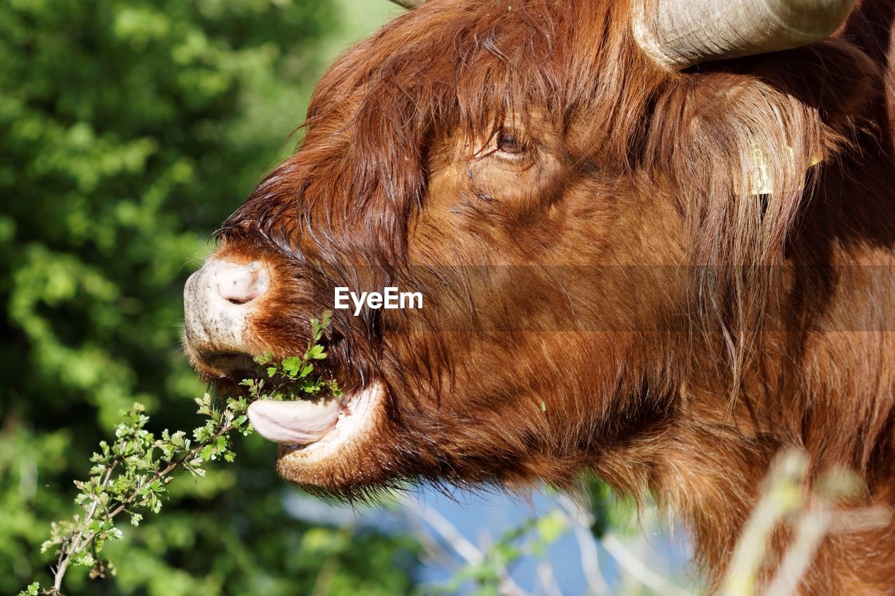 Close-up of highland cattle