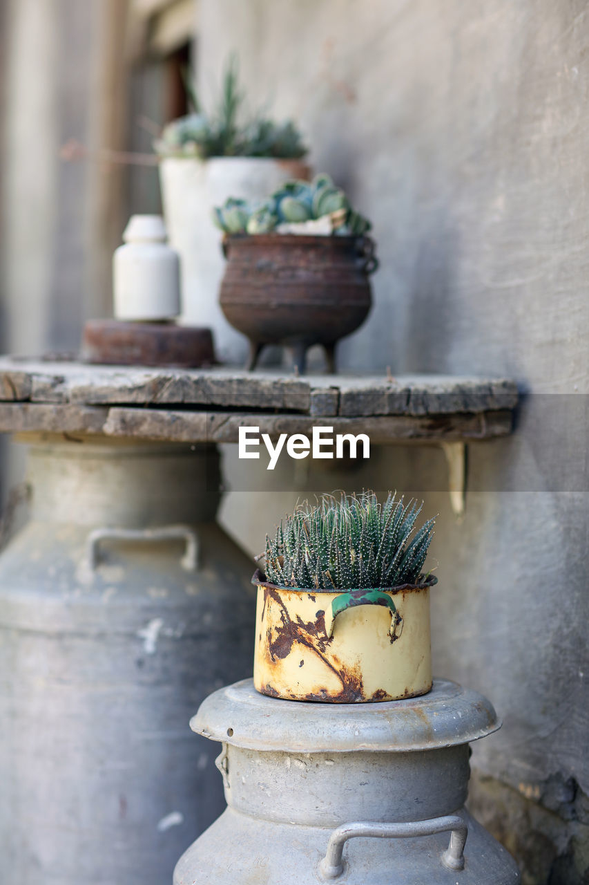 Close-up of potted plant on container