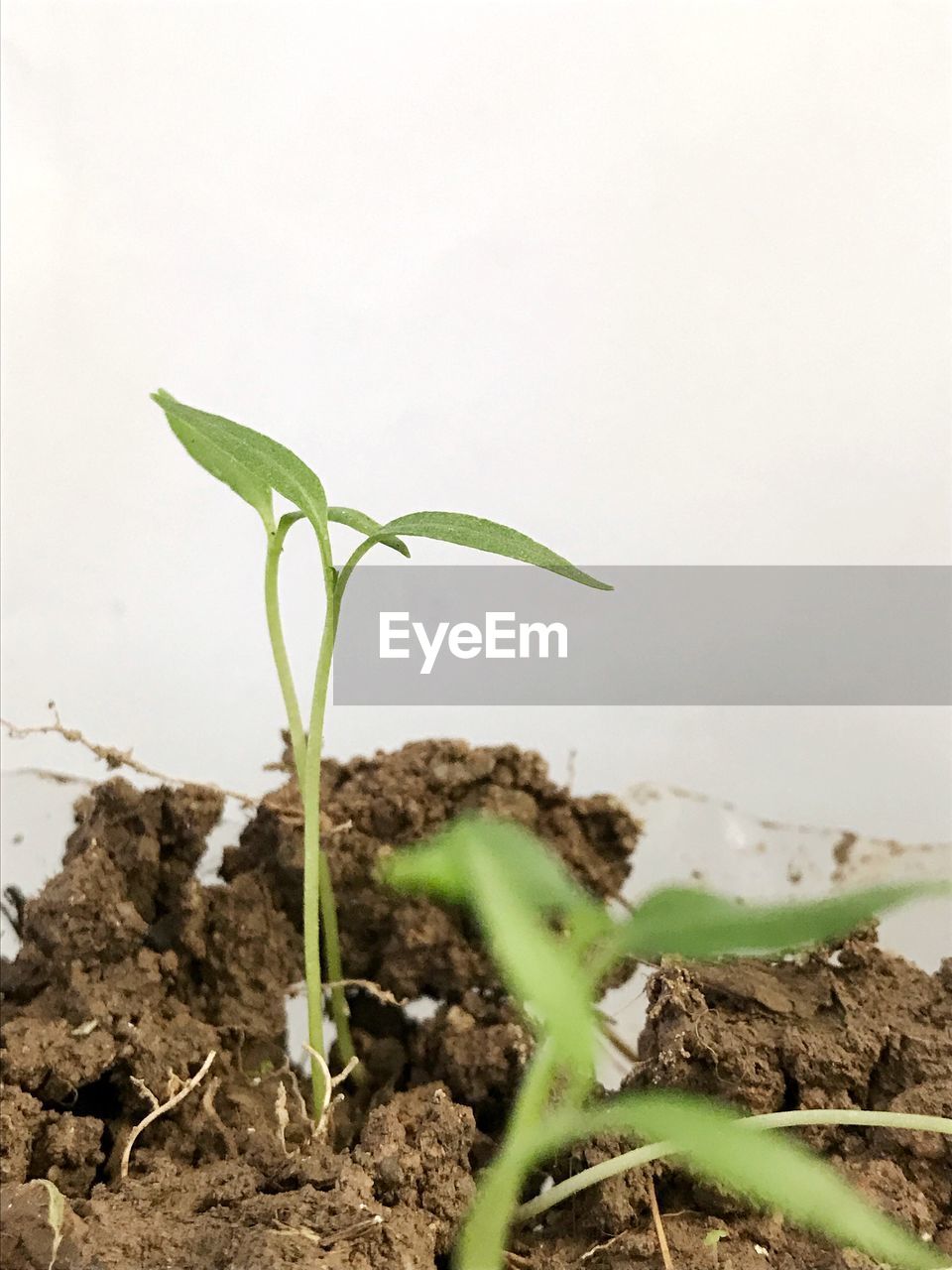 CLOSE-UP OF FRESH PLANT