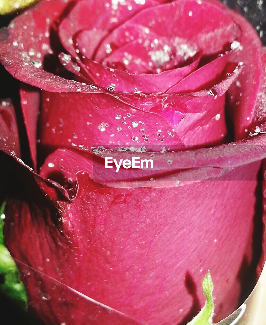 CLOSE-UP OF WET PINK ROSE OUTDOORS