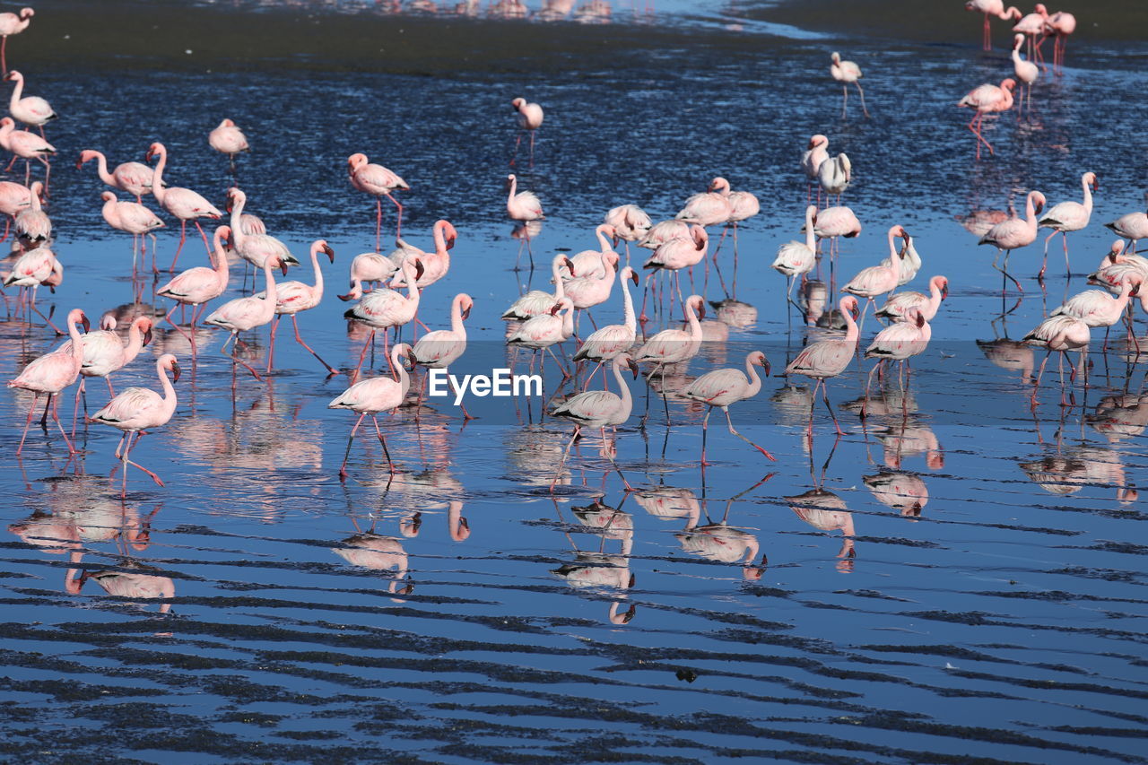 BIRDS IN LAKE