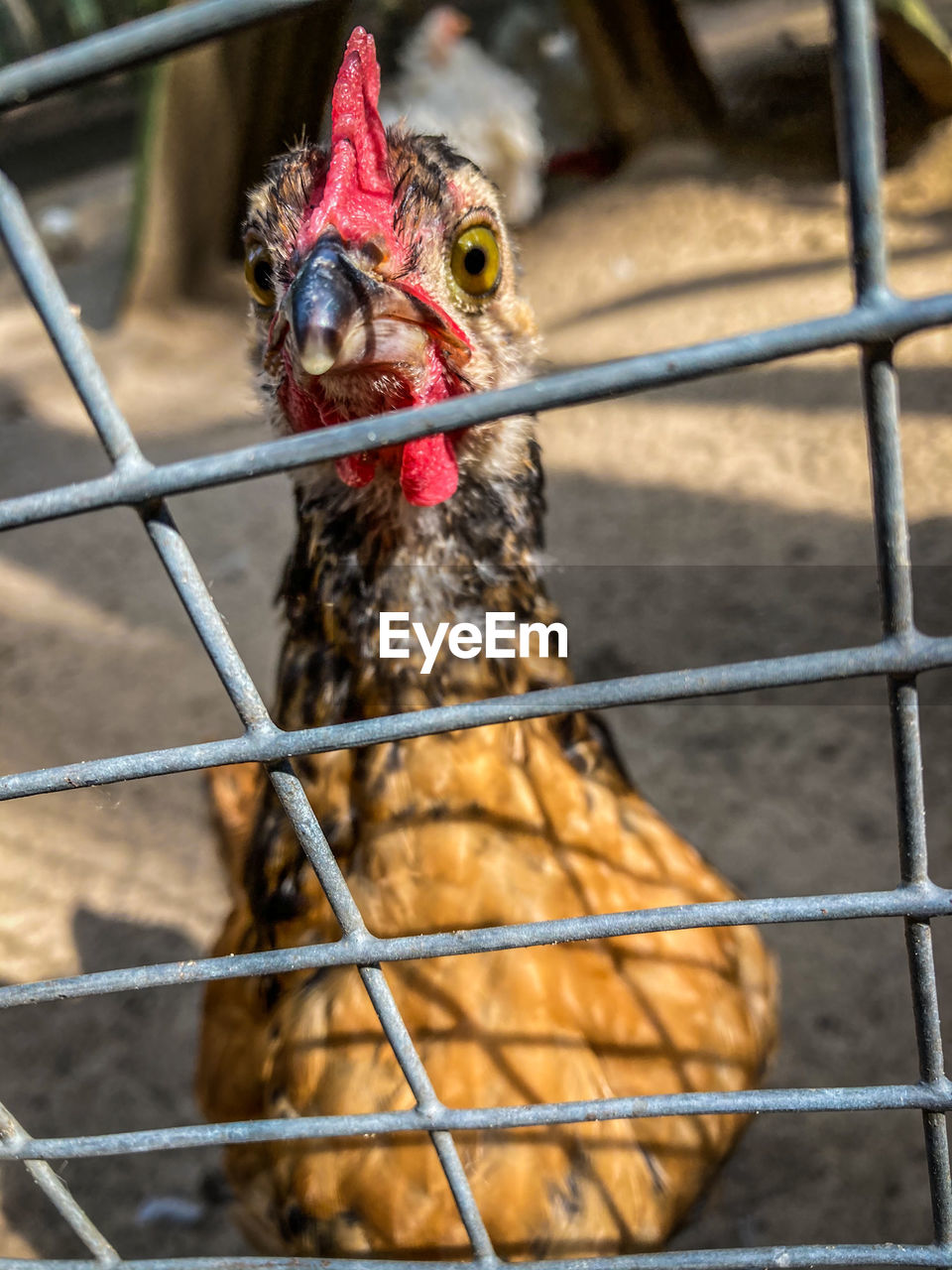 CLOSE-UP OF A BIRD