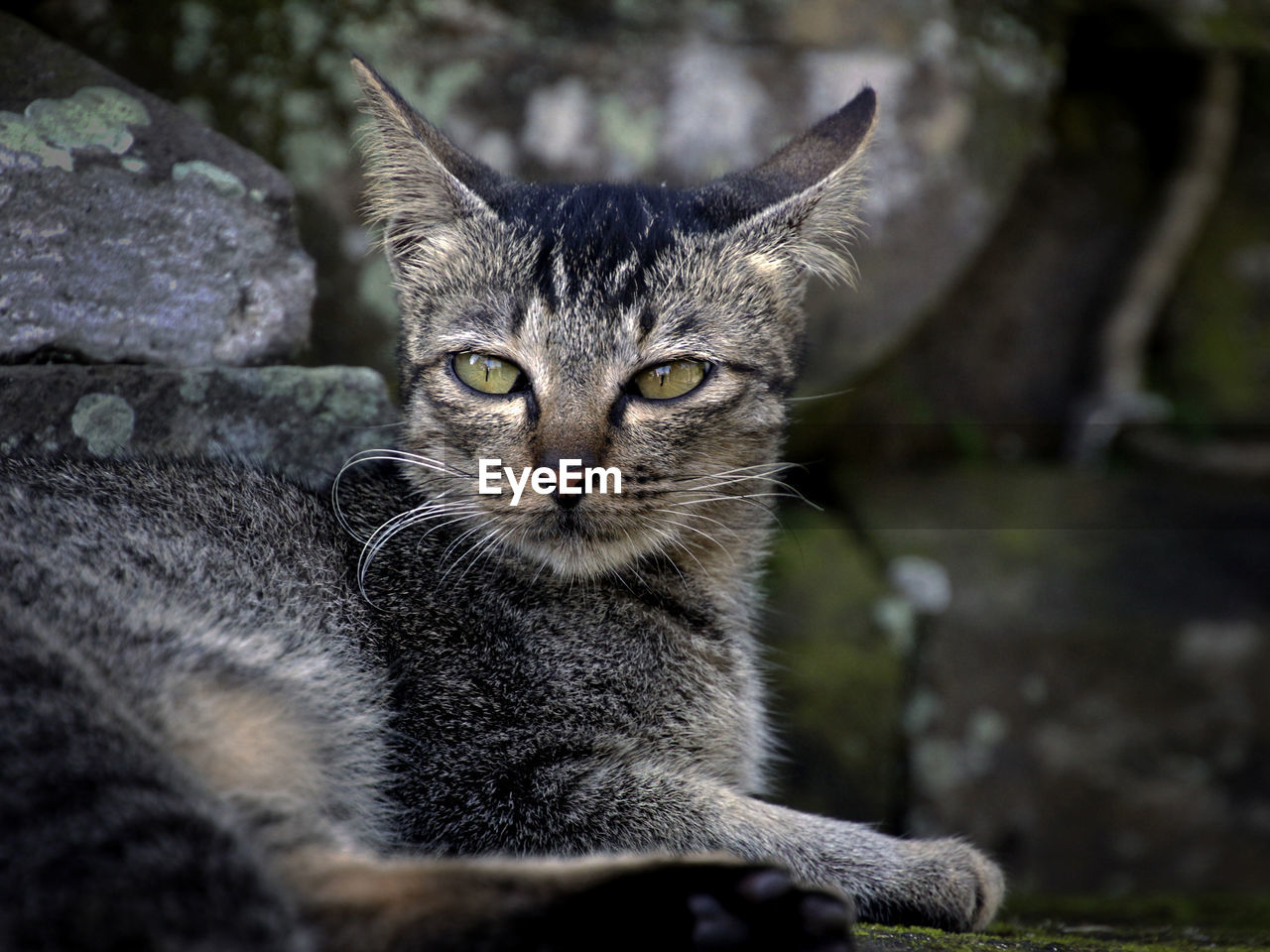 Close-up portrait of tabby cat