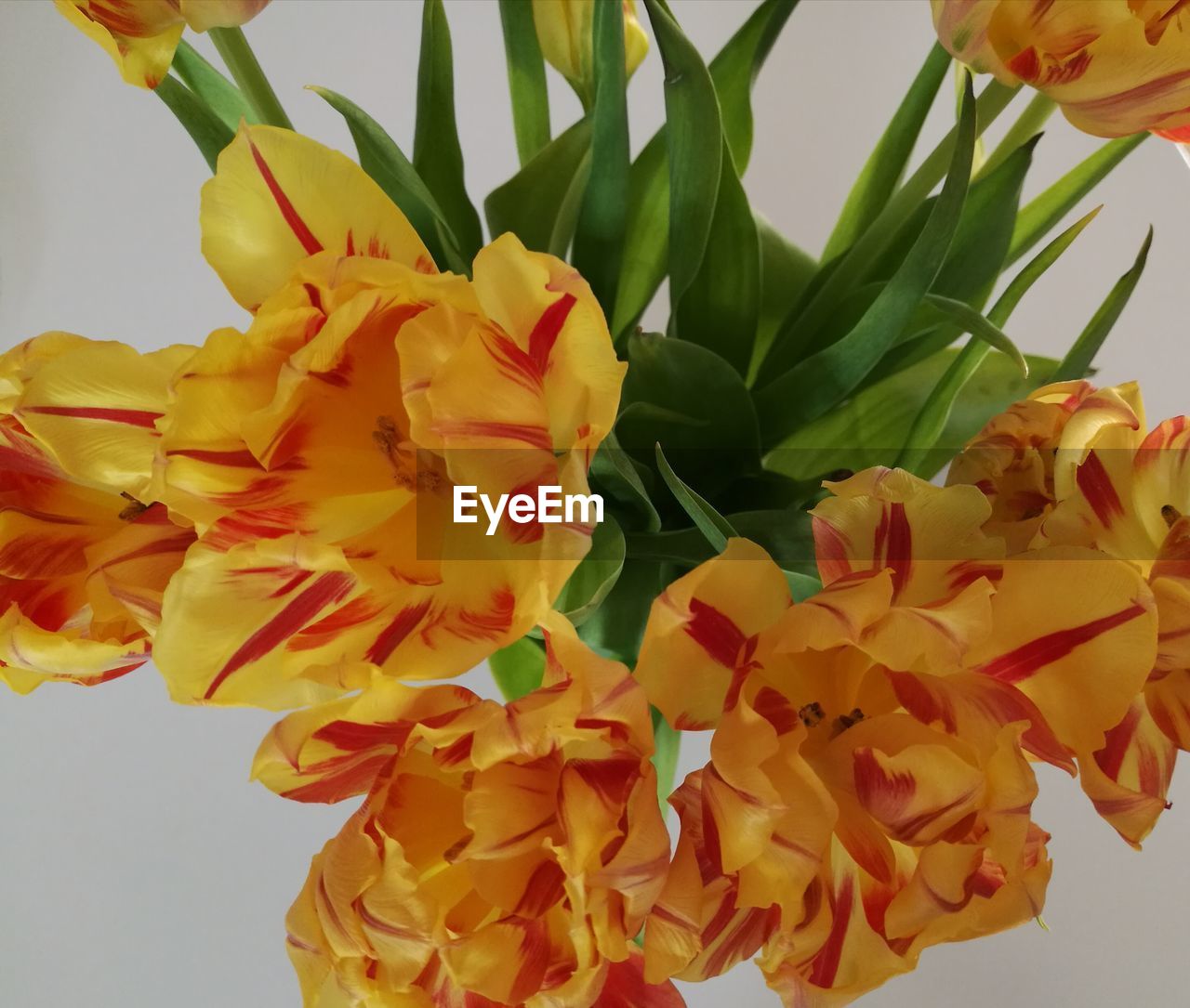 CLOSE-UP OF YELLOW FLOWERING PLANT AGAINST GRAY BACKGROUND