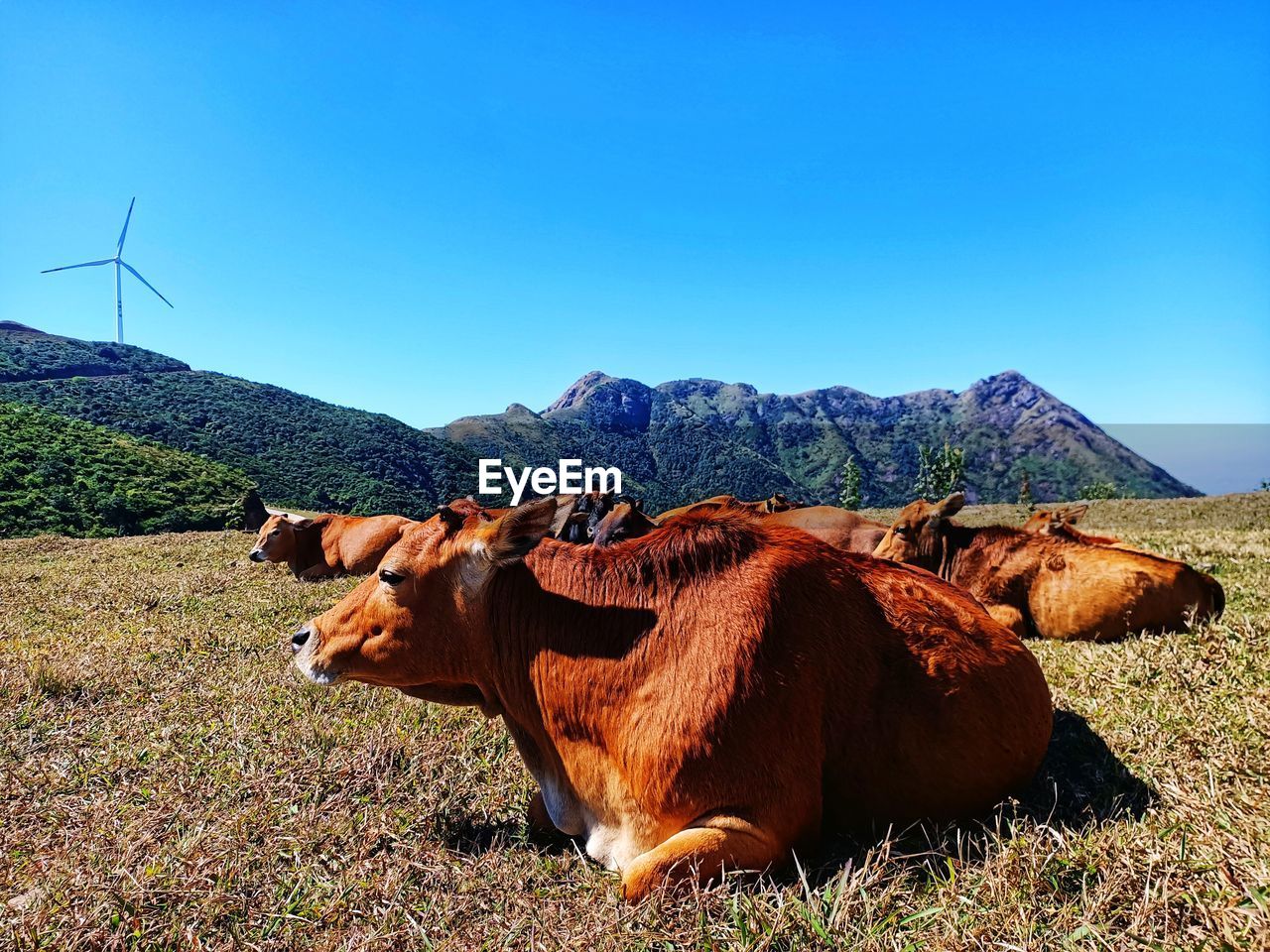 VIEW OF COWS ON FIELD