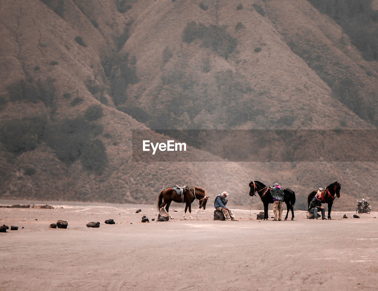 Horses walking on land