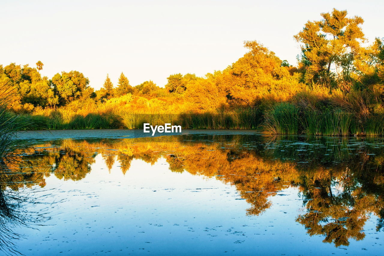 Reflection of trees in lake against clear sky