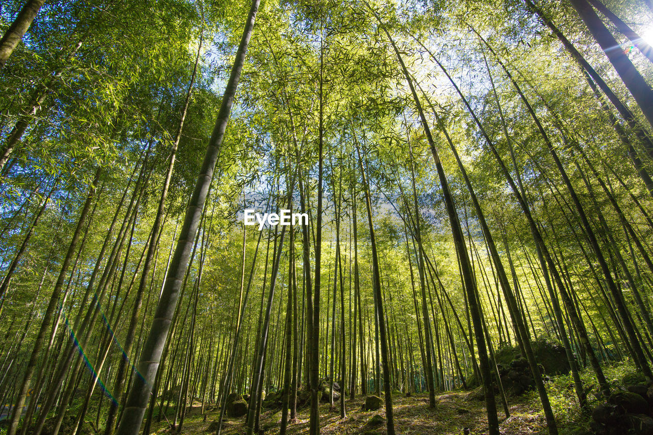 Low angle view of bamboo trees in forest