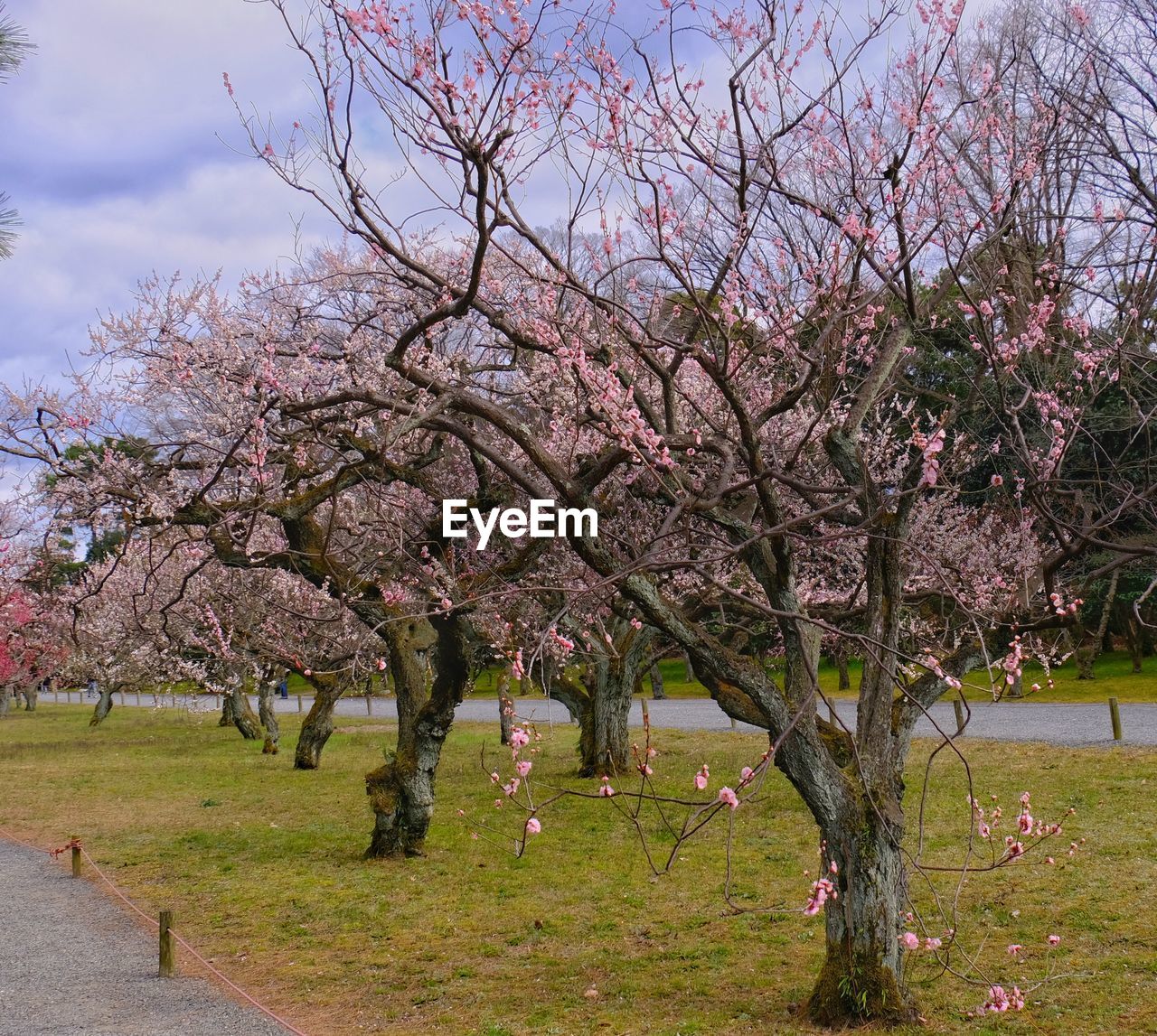 VIEW OF CHERRY BLOSSOM TREE IN SPRING