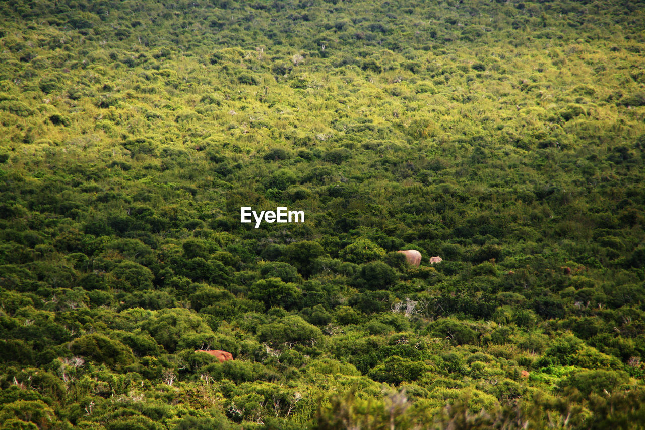 Aerial view of trees on field in forest