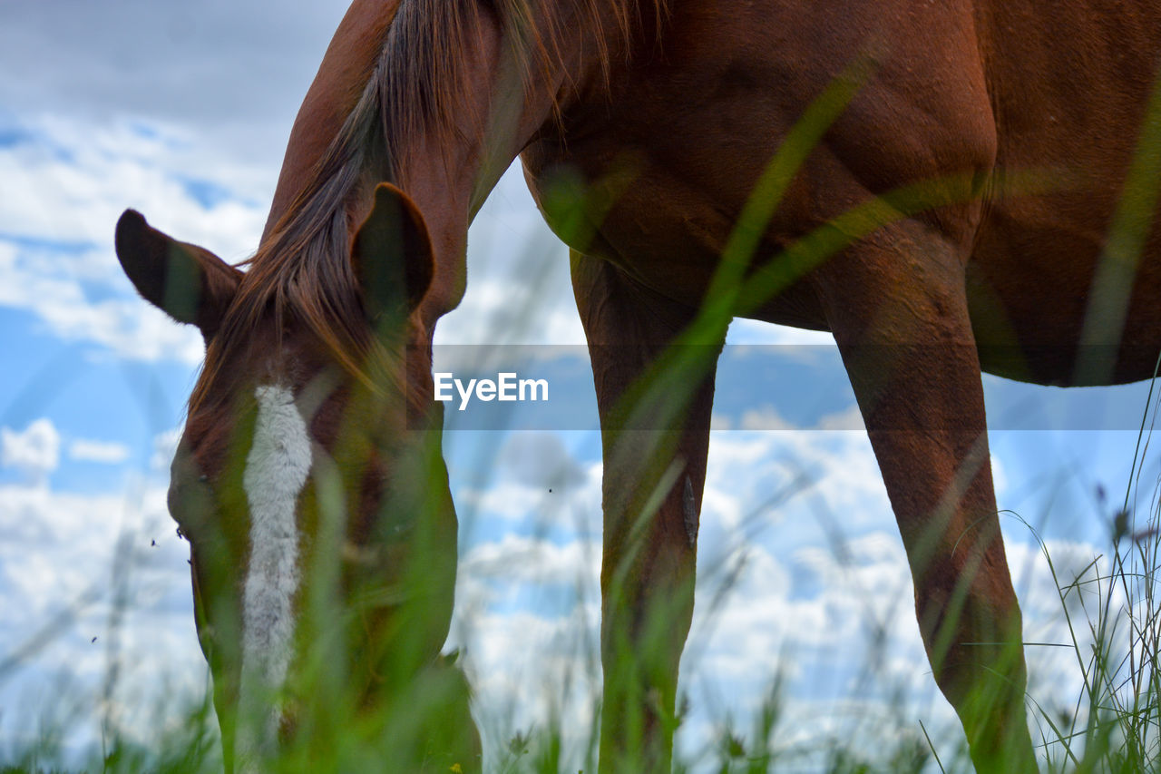 Horse grazing on field against sky