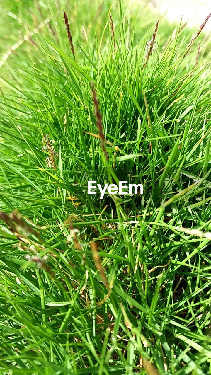 CLOSE-UP OF GRASS ON FIELD