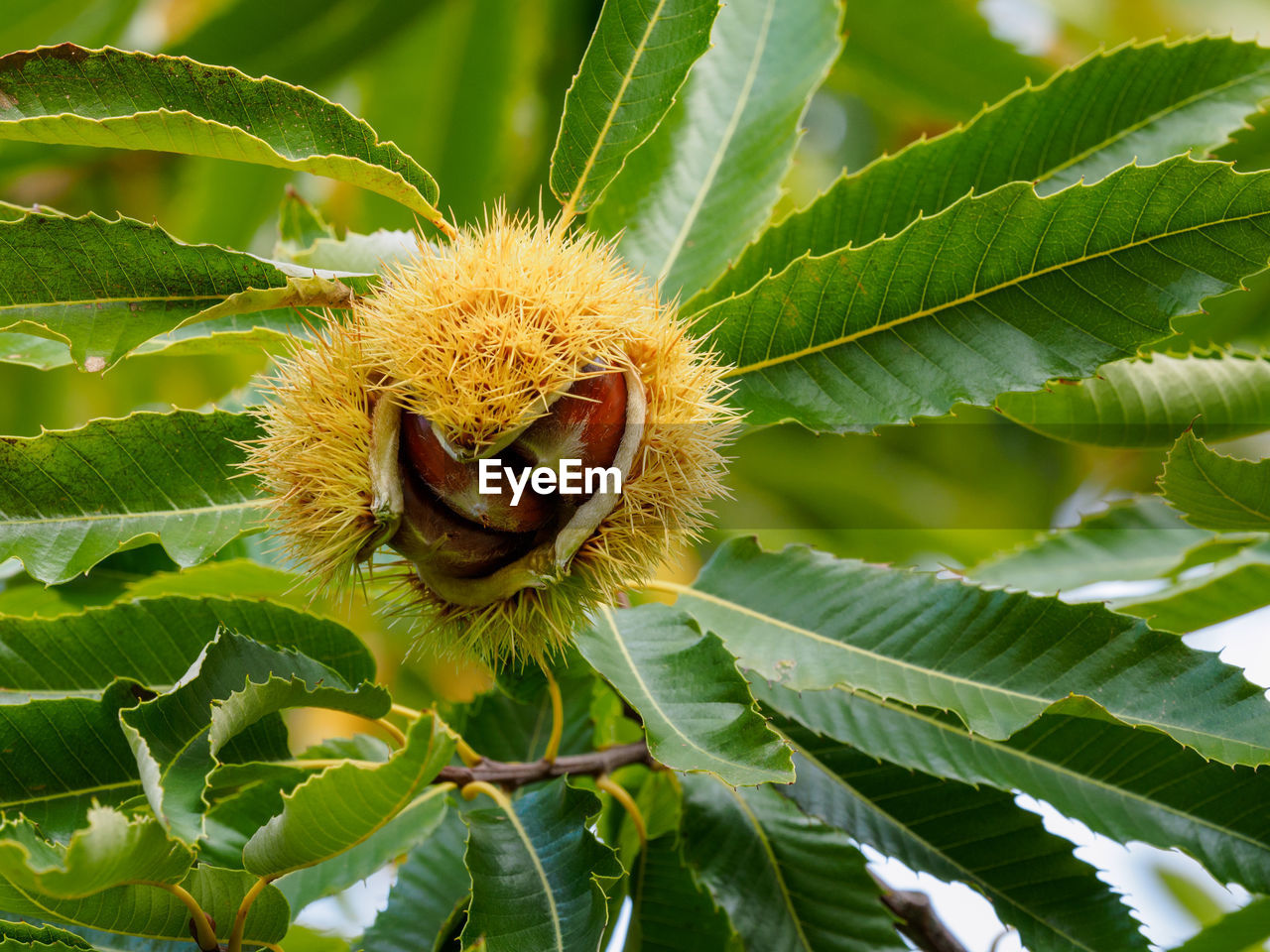 Close-up of chestnut 