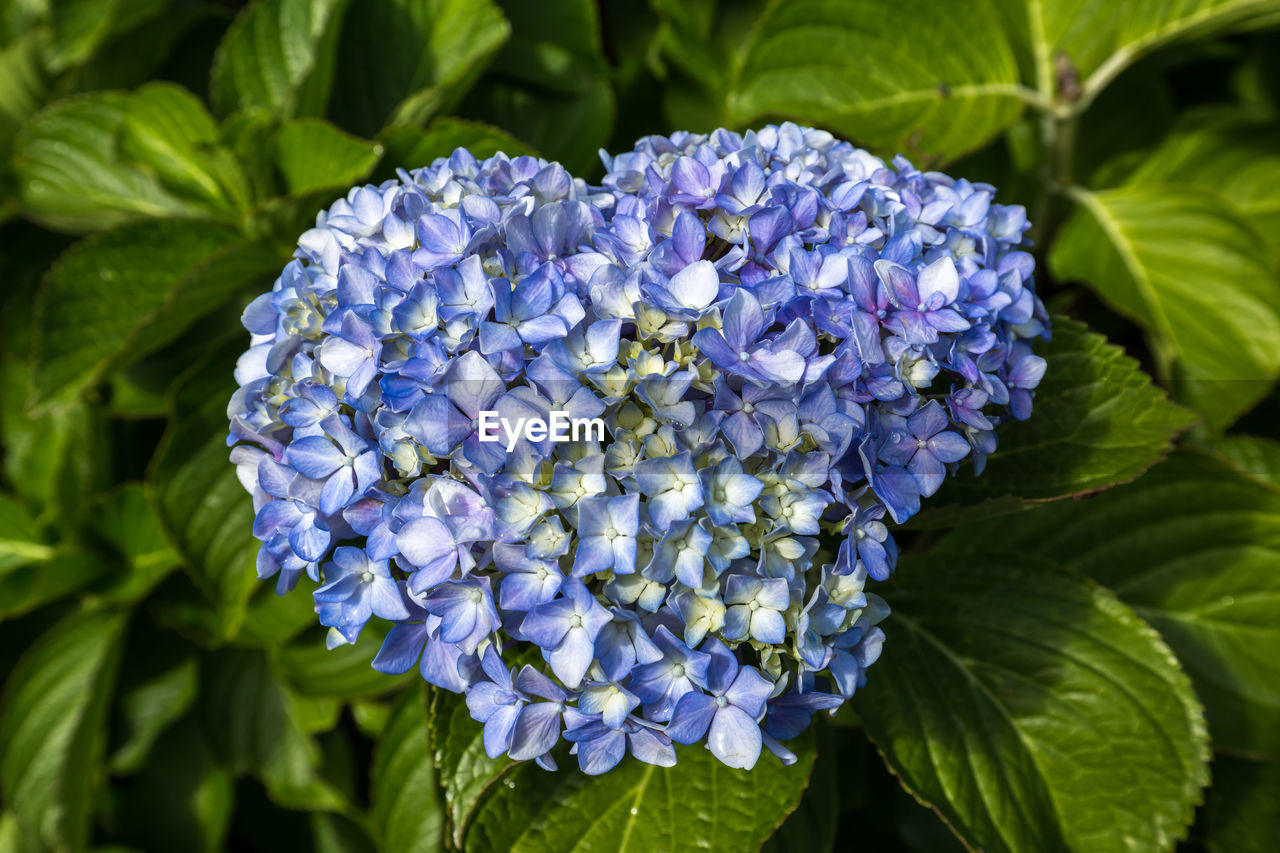 CLOSE-UP OF PURPLE FLOWERING PLANT